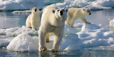 Three Polar Bears Walking Across Ice