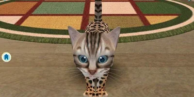 A kitten, face-to-face with the camera