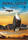 Animal Nation - The Eagle: The Whole Story Image 1
