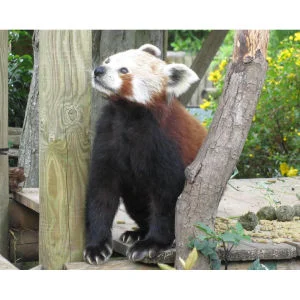 Meet the Red Pandas Image 1