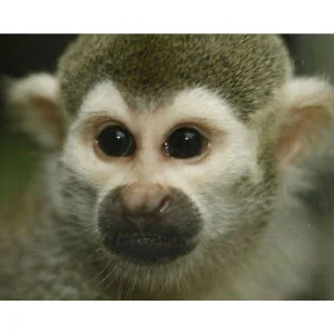 2 for 1 Monkey Tour with Afternoon Tea Special Offer Image 1