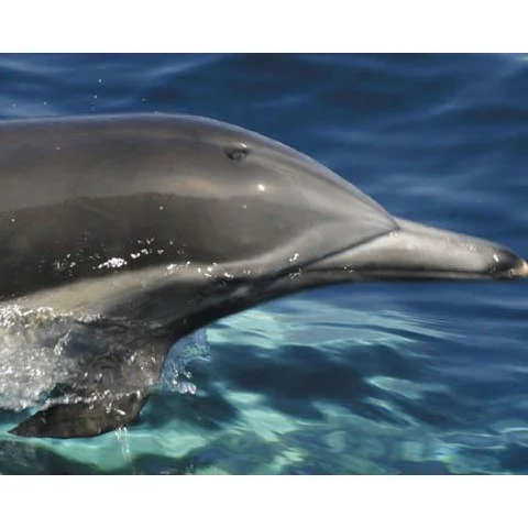 Dolphin Watching for Two Image 1