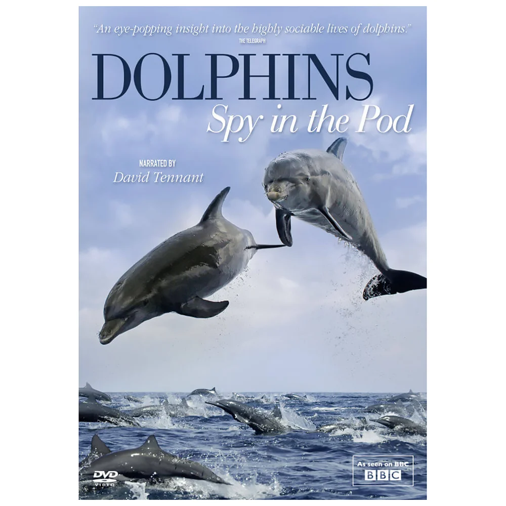 Dolphins Spy in the Pod Image 1