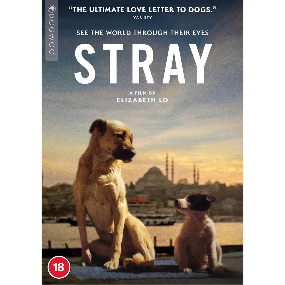 Stray Image 1